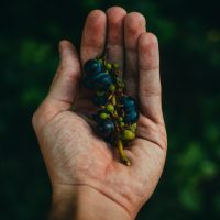 aroma-botany-centered-62329